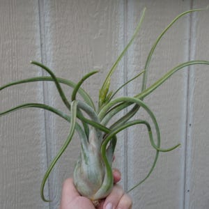 Tillandsia Caput Medusae Giant 8"-12" Air Plants