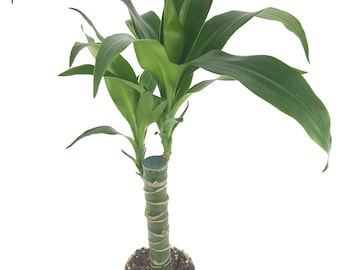 Dracaena Black Beauty Cane Air Purifying Houseplants