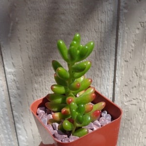 Jelly Bean Succulent-Sedum Rubrotinctum