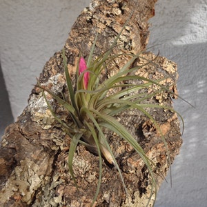 Tillandsia Tenuifolia Blue image 4