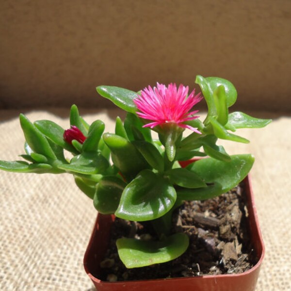 Baby Sunrose Succulent-Aptenia Cordifolia.