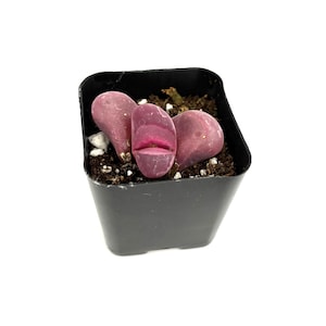 Lithops Optica Rubra Rare Succulents, 2&quot; Pot