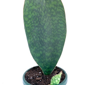 XL Sharkfin Sansaveria Sansaveria Masonianain 18-24" Live Houseplant