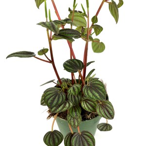 May include: A Peperomia plant in a green pot, featuring dark green, textured leaves and red stems. The leaves display a striking pattern of dark green stripes. The plant has a full, healthy appearance, ideal for indoor spaces.