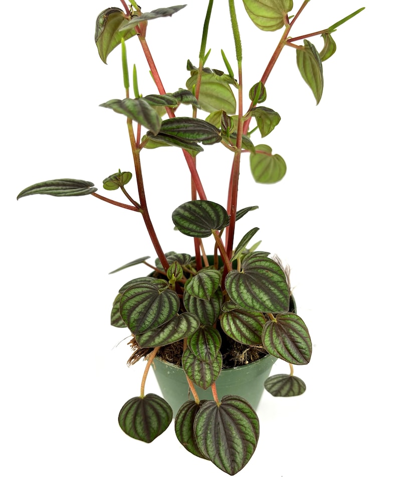 May include: A Peperomia plant in a green pot, featuring dark green, textured leaves and red stems. The leaves display a striking pattern of dark green stripes. The plant has a full, healthy appearance, ideal for indoor spaces.