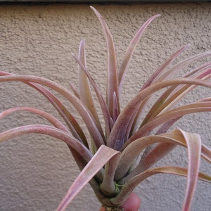 Tillandsia Schatzlii Red Air Plants image 1