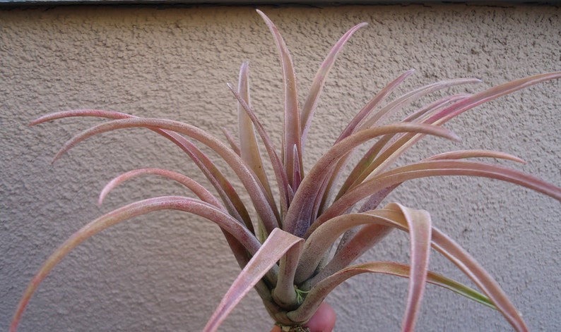 Tillandsia Schatzlii Red Air Plants image 1