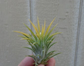 Tillandsia Ionantha Albino Air Plants