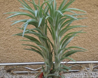 Tillandsia Araujei Open Form