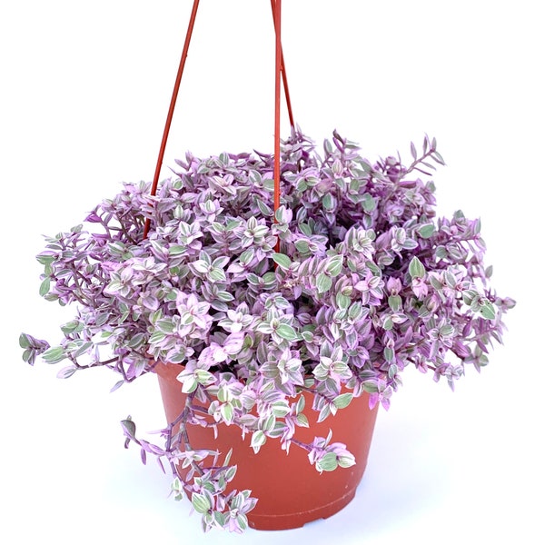 Pink Houseplants Etsy