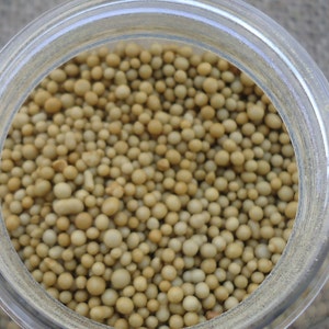 Slow release fertilizer for Bromeliads, Succulents, Cacti and more