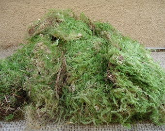 Large portion green sheet moss for terrariums and orbs