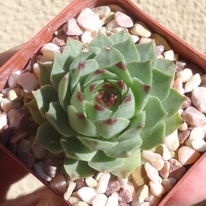 Sempervivum Calcareum Succulents image 5