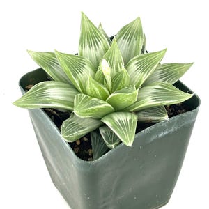 White Ghost Haworthia Cluster Haworthia Retusa Accuminata Variegata, 4" Pot
