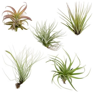 Air Plants Tillandsia Collection of 5 Easy Houseplants for Beginners Small to Medium 1.56 image 2