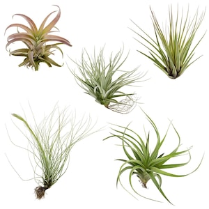 Air Plants Tillandsia Collection of 5 Easy Houseplants for Beginners Small to Medium 1.5"-6"+