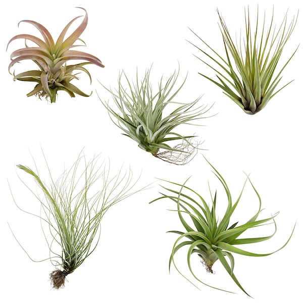 Air Plants Tillandsia Collection of 5 Easy Houseplants for Beginners Small to Medium 1.5"-6"+