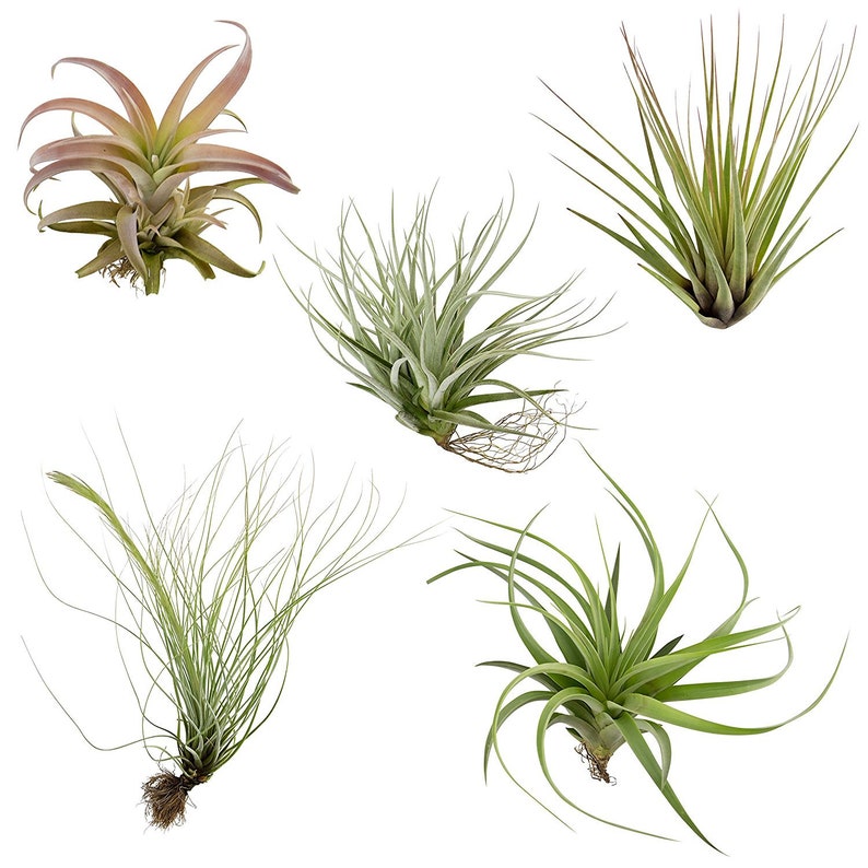 Air Plants Tillandsia Collection of 5 Easy Houseplants for Beginners Small to Medium 1.56 image 2