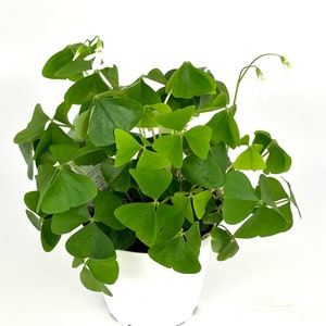 Shamrock Oxalis Triangularis Good Luck Houseplant, 4 Pot image 1