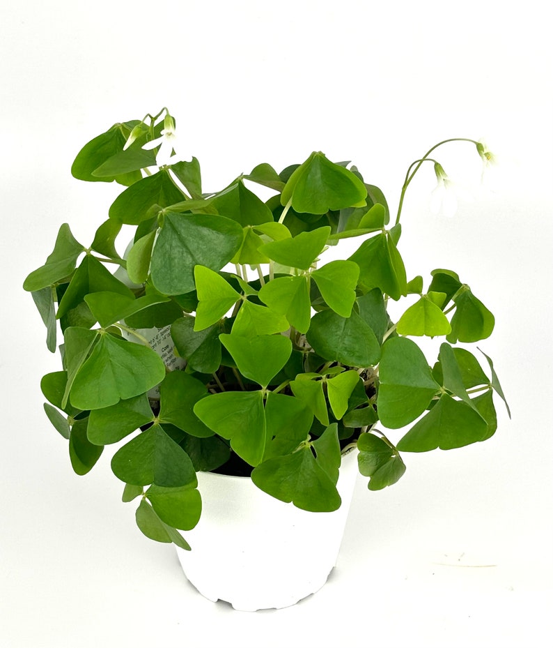 Shamrock Oxalis Triangularis Good Luck Houseplant, 4 Pot image 1