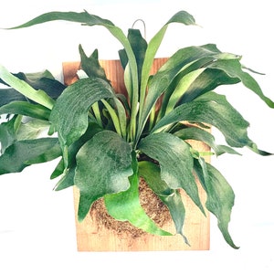 XL Staghorn Fern Wood Plank Mounted Houseplants