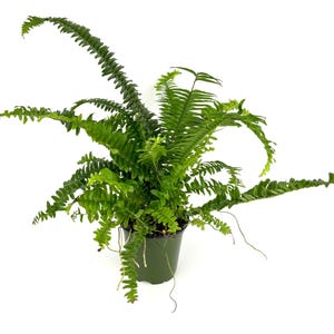 May include: A vibrant green fern plant in a dark green pot. The fern has long, arching fronds with many small, delicate leaflets. The plant is set against a clean white background, highlighting its lush foliage.