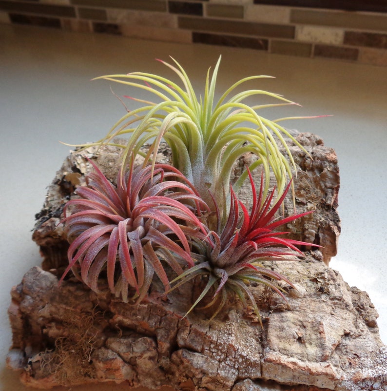 Тилландсия ionantha