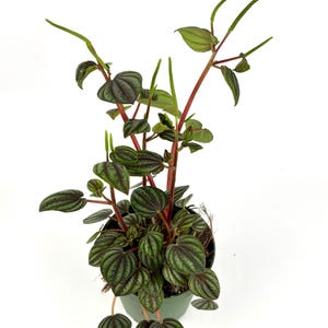 May include: A Peperomia plant in a green pot, featuring dark green, textured leaves and red stems. The leaves display a unique pattern, and the plant has several long, green flower spikes. The plant is set against a white background.