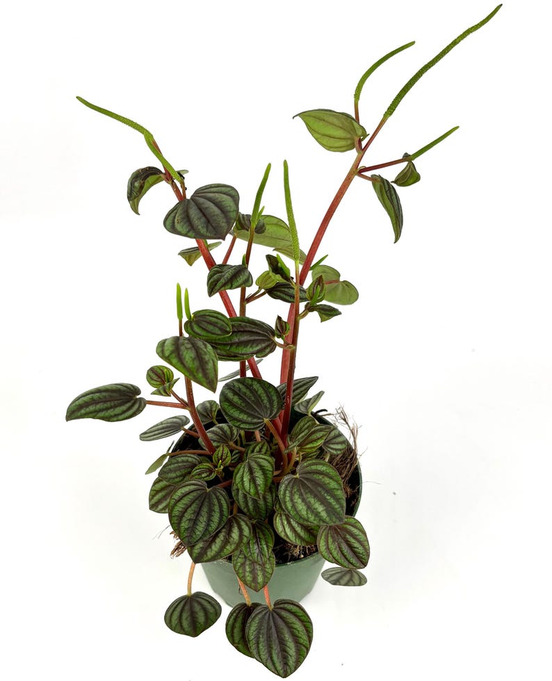 May include: A Peperomia plant in a green pot, featuring dark green, textured leaves and red stems. The leaves display a unique pattern, and the plant has several long, green flower spikes. The plant is set against a white background.