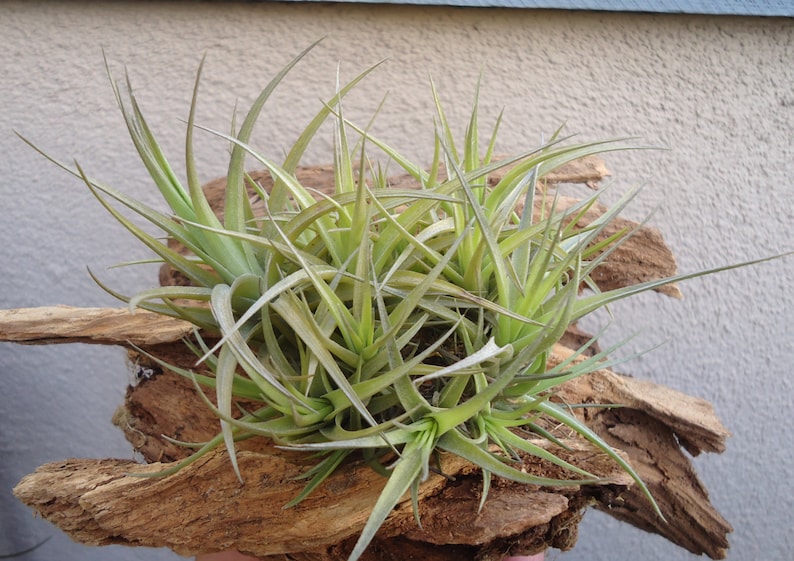 Tillandsia Aeranthos Bronze Clump/Ball Air Plants image 2