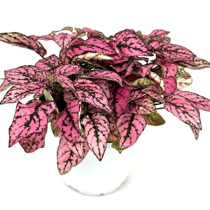 May include: A pink and green houseplant with variegated leaves in a white pot.