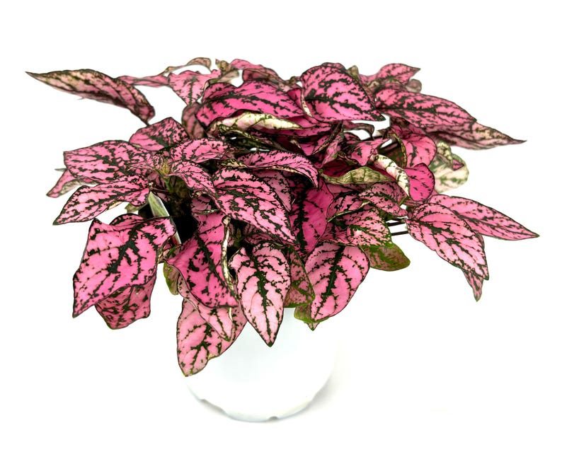 May include: A pink and green houseplant with variegated leaves in a white pot.