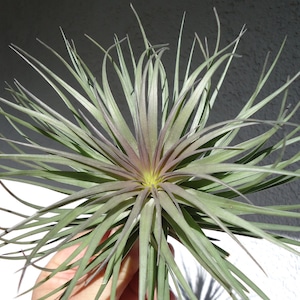 Tillandsia Stricta Iridescent Air Plants