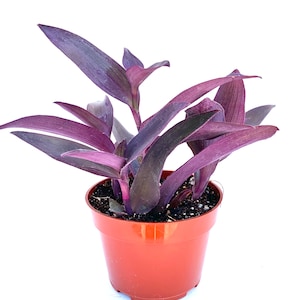 Tradescantia Purple Heart Tradescantia Pallida Purpurea Live Potted Plants