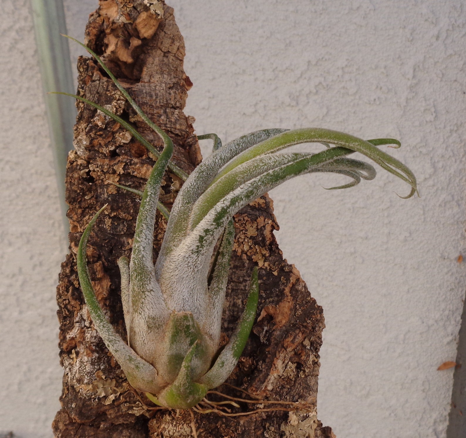 Tillandsia seleriana x circinnatoides IN BLOOM - Davis Farms Wholesale