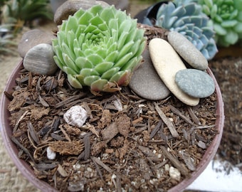 Molly's Succulent Mix - Premium Gritty Soilless Potting Mix for Succulents,  Cactus and Bonsai - Etsy