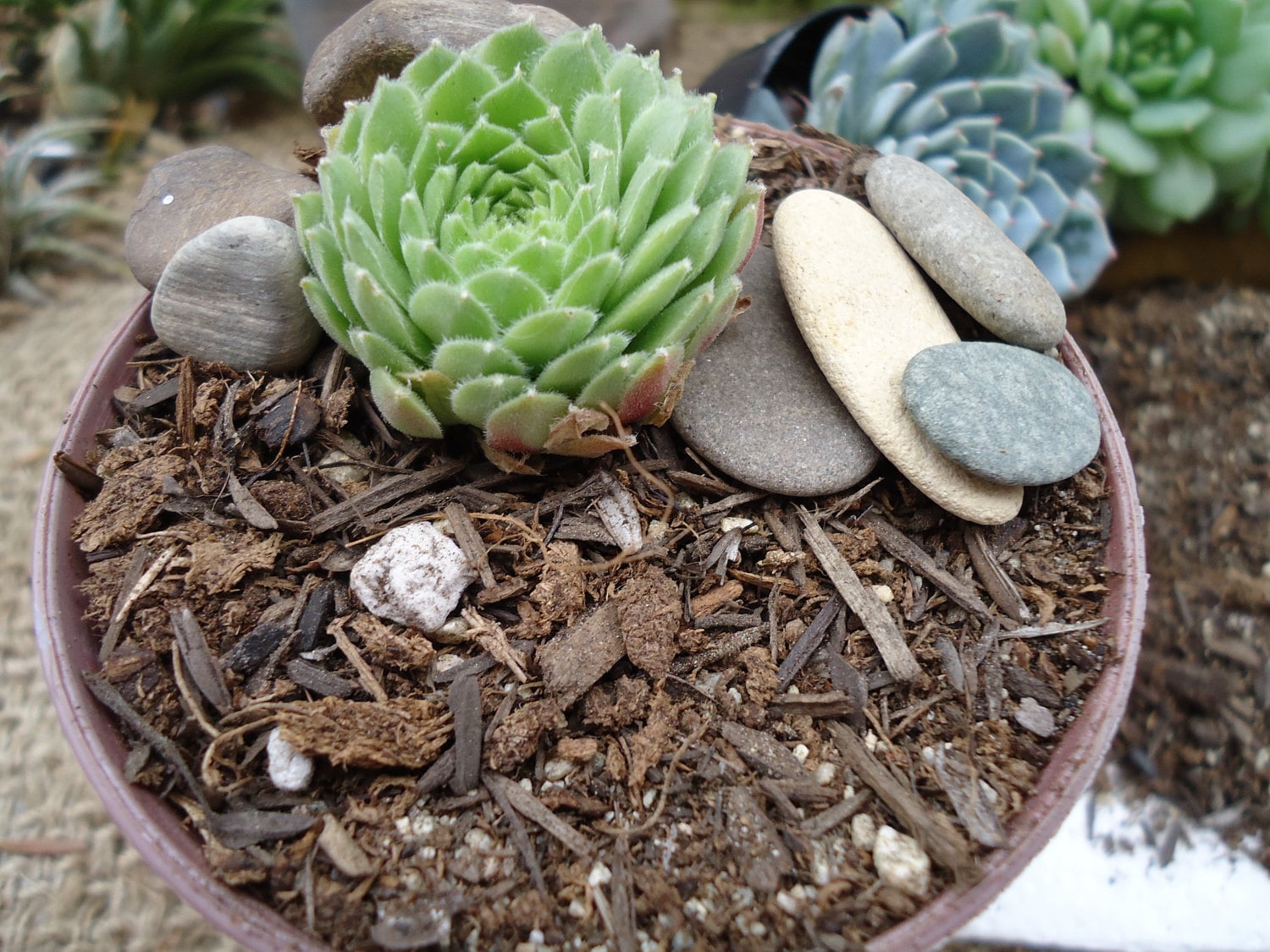 5 LB Succulent Soil Blend  Cactus Potting Mix