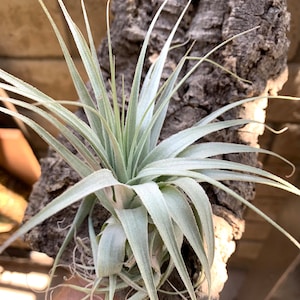 Tillandsia Gardneri v Rio Dueda Rare Air Plants image 1