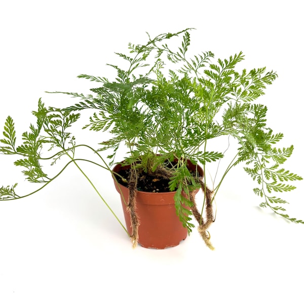 Rabbit Foot Fern Live Potted Houseplant