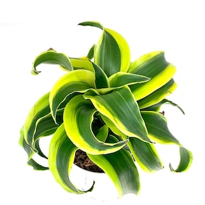 Dracaena Tornado House Plant