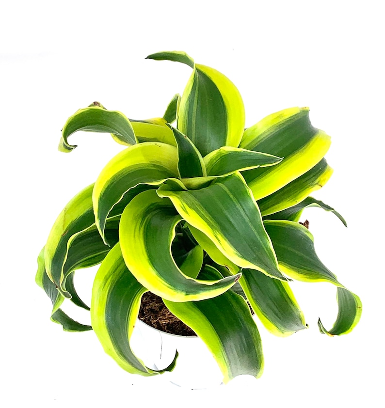 CTS Air Plants Dracaena Tornado - Thumbnail 2