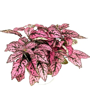 May include: A pink and green houseplant with speckled leaves. The plant has a bushy, full appearance.