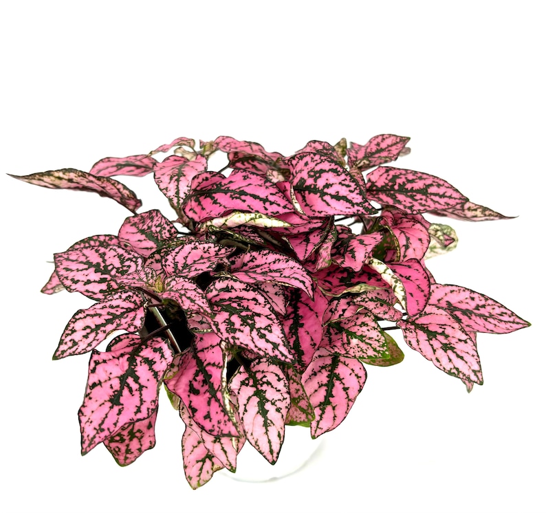 May include: A pink and green houseplant with speckled leaves. The plant has a bushy, full appearance.