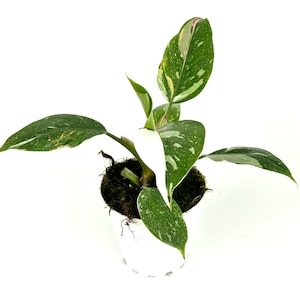 Philodendron White Princess Air Purifying Houseplant, 4” Pot