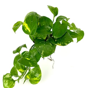 May include: A green and yellow variegated potted plant with long trailing vines. The plant has heart-shaped leaves and is growing in a white pot.