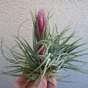 Tillandsia Stricta Magenta