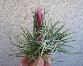 Tillandsia Stricta Magenta