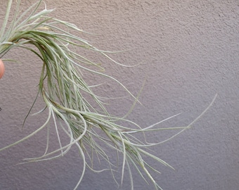 Tillandsia Kimberly Clump Air Plants