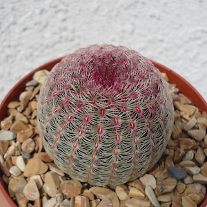 Rainbow Hedgehog Cactus Echinocereus Rigidissimus v Rubrispinus
