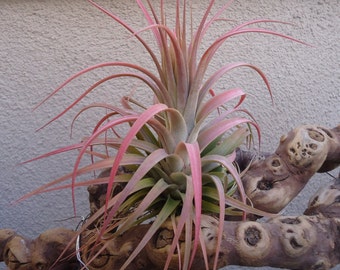 Tillandsia Concolor x Ionantha Select Red Air Plants